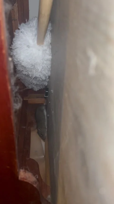 Cat Couldn't Care Less About A Rat, Stratford upon Avon, UK - 19 Oct 2023 Stock Footage 254032069