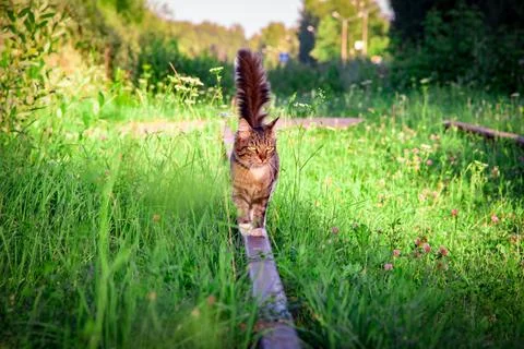 Cat on a Country Path Stock Photos