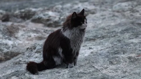 A cat covered with ashes on Mount Chimera Turkey Video stock 310495343