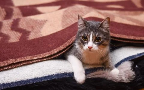 The cat is covered with a blanket. Stock Photos