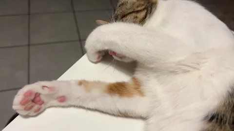 Cat Covering Face with Paw While Sleeping Stock Footage 280054092