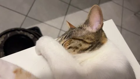 Cat Covering Face with Paw While Sleeping Stock Footage 280054093