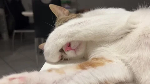 Cat Covering Face with Paw While Sleeping Stock Footage 280054212