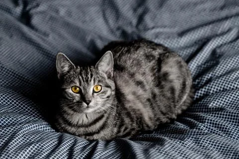 Cat in the cradle Stock Photos