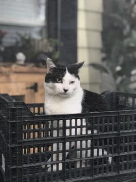 Cat In Crate 库存照片