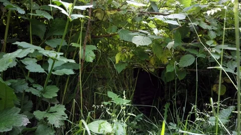 Cat crawls out from raspberry bushes in the garden Stock-Footage 133996433