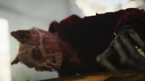 Cat creature Stock Footage 168912222