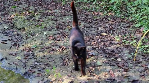 Cat by creek Stock Footage 95211654