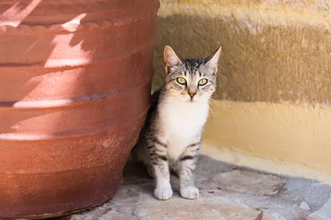Cat of Creta Stock Photos