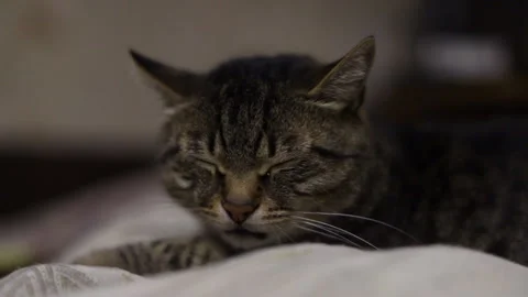 Cat that cries Stock Footage 233446760