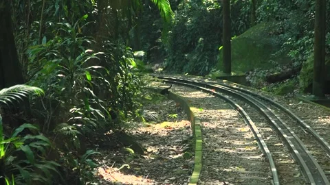 Cat Crossig the Rail Track Stock Footage 252247030