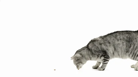 Cat crossing screen eating snacks. Stock Footage 39852015