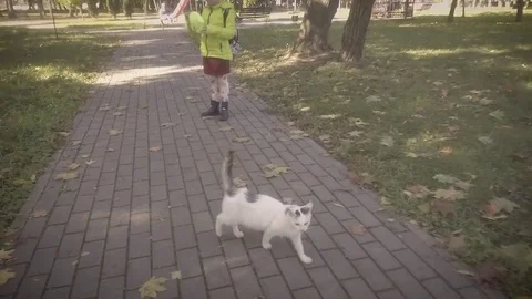 Cat crossing track Stock Footage 82425901