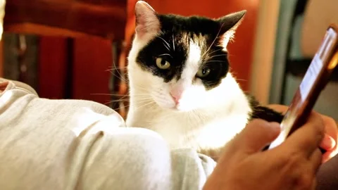 Cat crouched at his owner's side that scrolls the smartphone Stock Footage 335959751