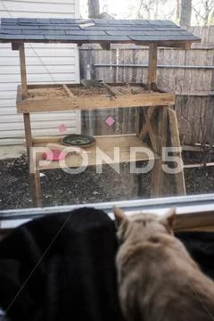 Cat Crouching and watching birds Stock Photos