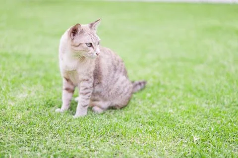 Cat crouching on the lawn. Stock Photos