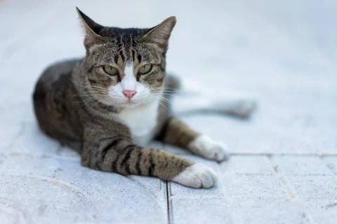 Cat crouching on the sidewalk field. Stock Photos