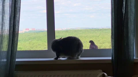 Cat crouching on windowsill watching a pigeon through the glass. Pet hunter Stock Footage 337418778