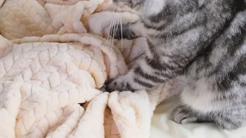 The cat crumples a blanket with its paws. Stock Footage 150742689