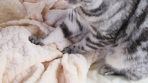 The cat crumples a blanket with its paws. Stock Footage 150742801