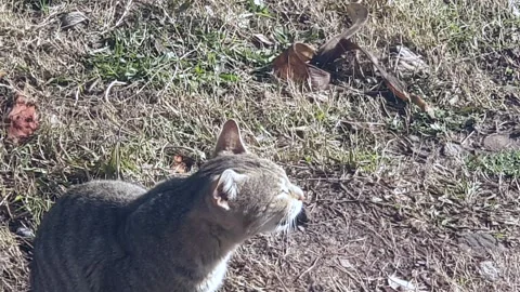 Cat crying for bread Stock Footage 309756215