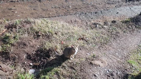 Cat crying for bread Stock Footage 309756252