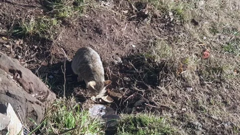 Cat crying for bread Stock Footage 309756260