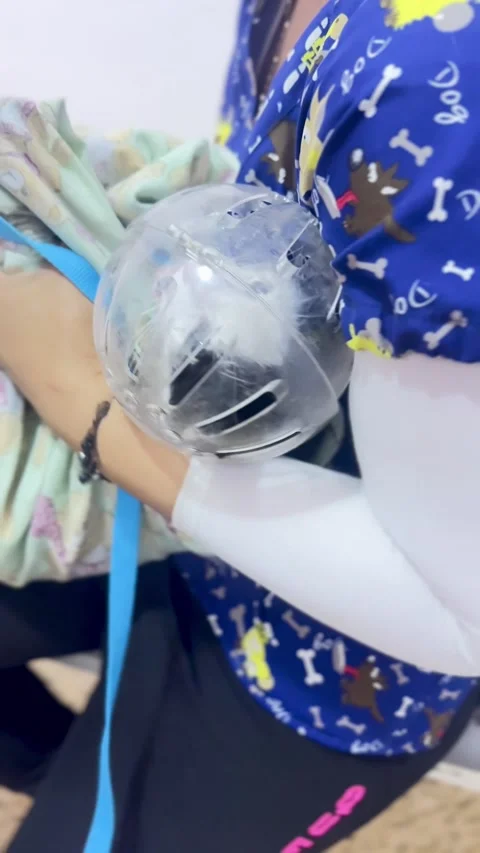 Cat crying loudly in veterinary safety helmet with original sound included. Stock Footage 331584224