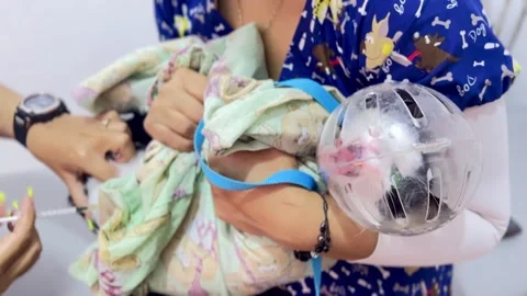 Cat crying loudly while receiving an injection at the vet, audio included Stockbeeldmateriaal 331812706