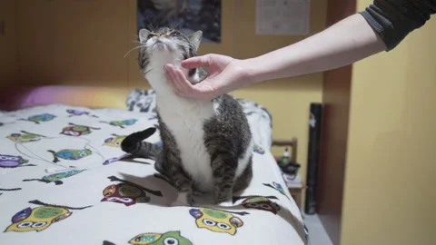 Cat cuddled by a boy Stock Footage 145079136