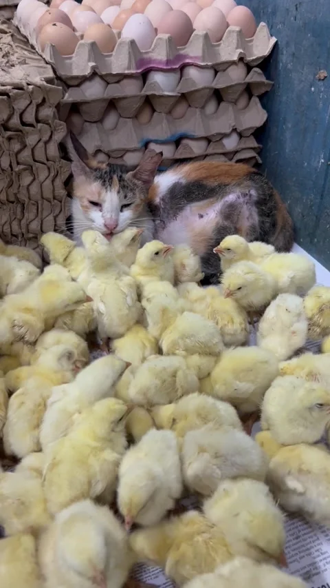 Cat Cuddles With Brood Of Chicks, Meycauayan, Bulacan, Philippines - 08 Sep 2026 Vídeo Stock 345525643