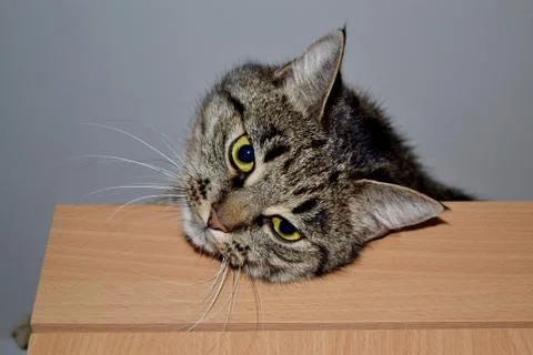 The cat on the cupboard Stock Photos