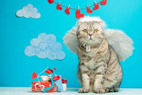 Cat Cupid, Angel on a blue background with clouds and space for the designer Stock Photos