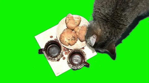 Cat with cups Stock Footage 43162151