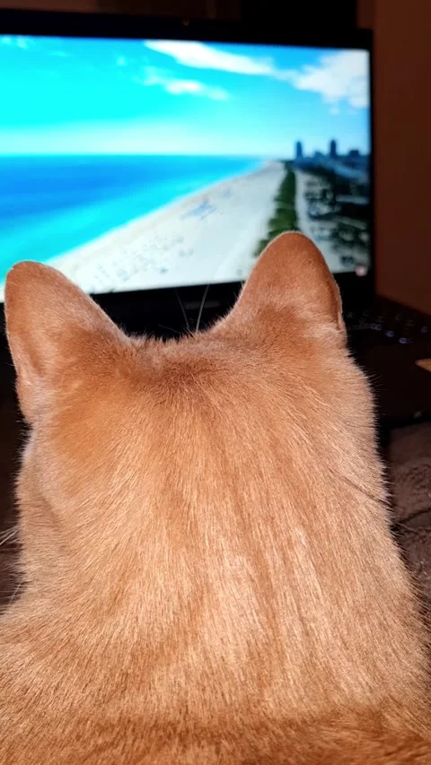 A cat curiosity in front of the screen Stock Footage 297505644