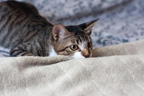 Cat curiosity Stock Photos