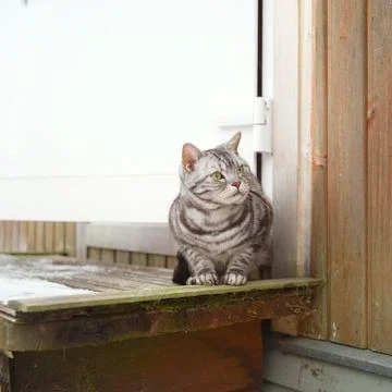 Cat with a curious look Photos