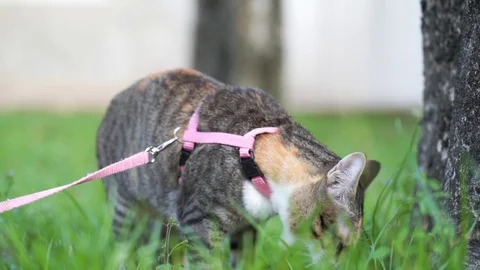 Cat curious looking and walking in garden Stock Footage 129549463