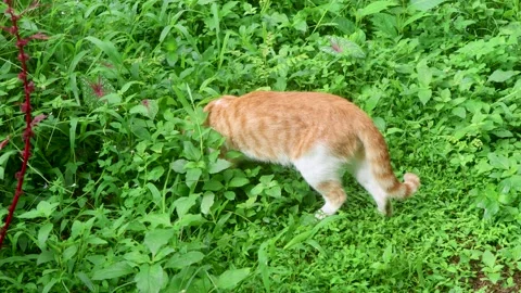 A cat curiously inspects something hidden in the grass while its tail moves. Vídeos de archivo 315219021