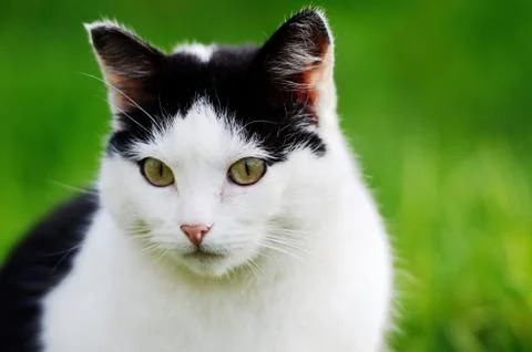 Cat curiously looking forward Foto stock