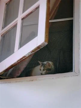 Cat Curiously Staring at Something Through Window Foto stock