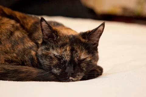 Cat curled up on bed Stock Photos
