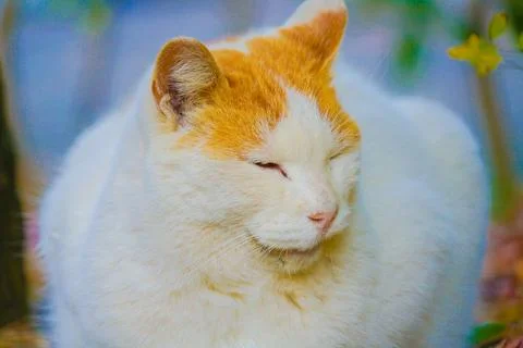 Cat curled in the cold Stock Photos