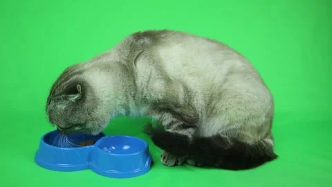 The cat with curled ears eats on a green background. Chromakey. Stock Footage 145556000