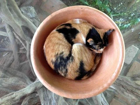 Cat curled up inside a vase Foto stock