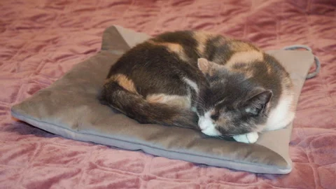 Cat curled up sleeping Stock-Footage 319891466