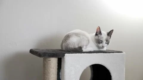 Cat Curls up on Top of Cat Tower Video stock 147061077