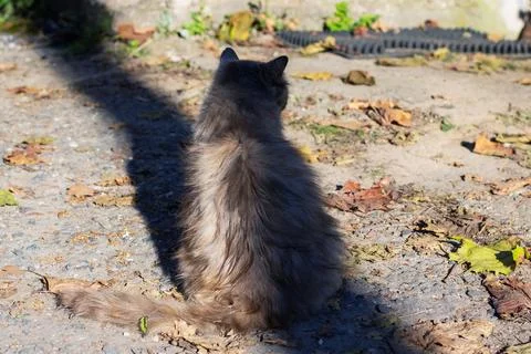 A cat is currently sitting on the ground while looking back at the camera Stock Photos
