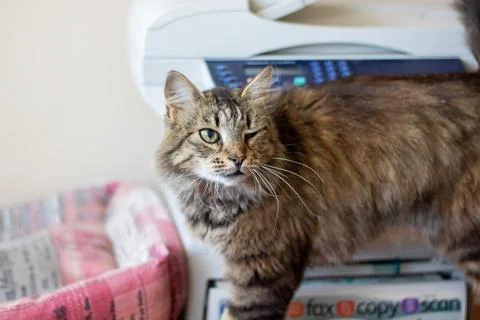 A cat is currently standing on a rug while gazing at the camera Stock Photos