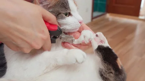 The cat is cut with claws with special scissors for animals Stock Footage 152339177